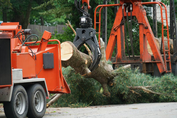 Best Tree Mulching  in Mclendon Chisholm, TX